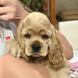 Cocker Spaniel Puppies from Belive in Dreams Cockers
