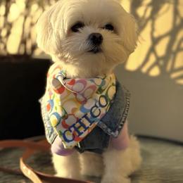 Maltese All Grown Up from Angelic Maltese