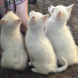 Pomsky Puppies from JHS Pomskies