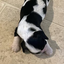 Stevie - Black and white male Cocker Spaniel puppy in Renton, Washington from Cam’s Cockers
