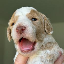 Pony Boy (Tan White Parti) - Parti male Goldendoodle puppy in Toledo, Ohio from Avery Doodle Day LLC