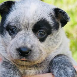 Ada - Blue female Australian Cattle Dog puppy in Redding, California from Macushla Kennel