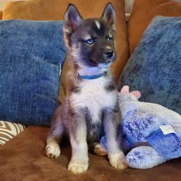 Siberian Husky Puppies from Evereve Kennels