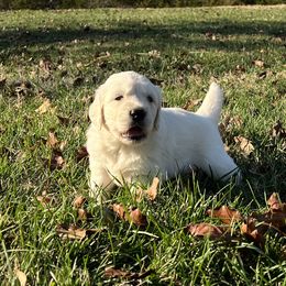 Golden Retriever Puppies from LHA Golden Retrievers