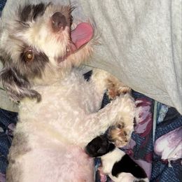 Lailani - Miniature Schnauzer