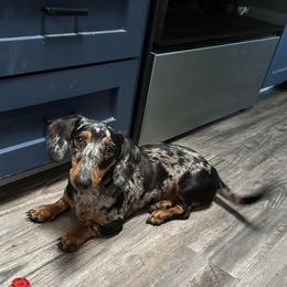 Sedona - Dachshund