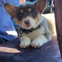 American Corgi Puppies from PBJ Corgis