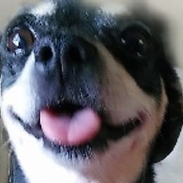 Chihuahuas from Anita's Pups