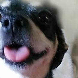 Chihuahuas from Anita's Pups