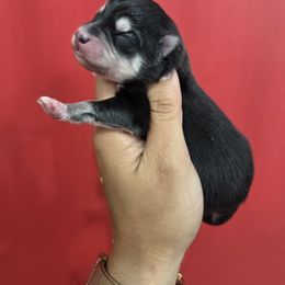 Kalo - Black and white male Pomsky puppy in Mc Callsburg, Iowa from SZ Rolling Acres LLC