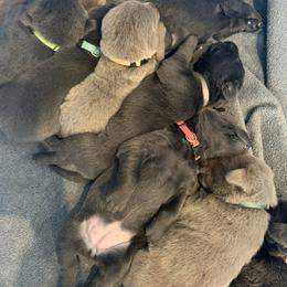 Dilute Retriever Puppies from Summer Lovin’ Labradors of Southern