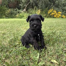 Hamlow - Black male Miniature Schnauzer puppy in Maynard, Minnesota from Linda Maus