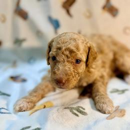 Boy2 - Apricot male Poodle puppy in Liberty, Texas from Poodles and Doodles Most Excellent Adventures