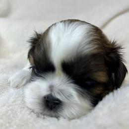 Peppermint - Red and white female Shih Tzu puppy in Vernon, New Jersey from Calta’s Cute Shih Tzu