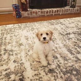 Cockapoo Puppies from Golden Paws