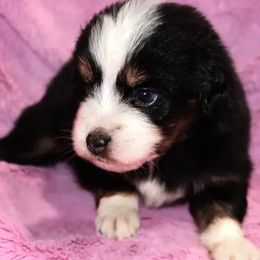 Blue-Eyed Black Tri Male - Black tri Toy Australian Shepherd puppy in Leighton, Alabama from Isbell Land & Livestock, LLC
