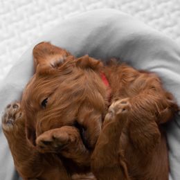 Goldendoodle and Poodle Puppies from Gorgeous Goldendoodles
