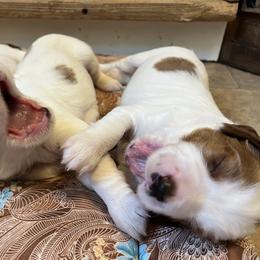 Irish Red and White Setter puppies from Waidman IRWS