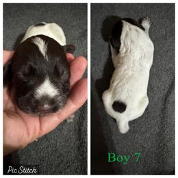Podrick - Liver and white male German Wirehaired Pointer puppy in Kentucky from Triple Springs Farm