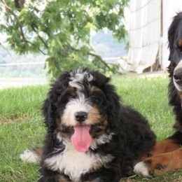 Bernedoodles from Integrity Bernedoodles