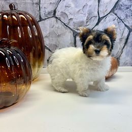 Natalie AKC - Black tan and white female Biewer Terrier puppy in Winston Salem, North Carolina from LaythStone