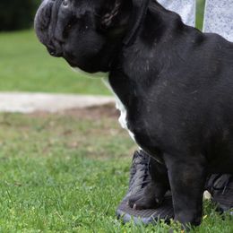 French Bulldogs from Sequoia Ranch