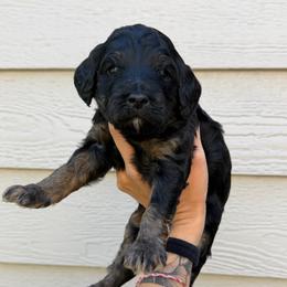 Celine - Phantom female Bernedoodle puppy in Horseshoe Bend, Idaho from Over the Moon Poodles and Doodles
