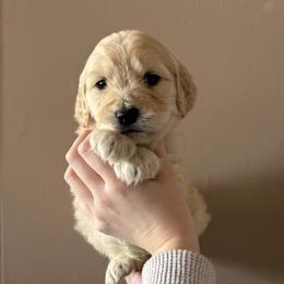 Purple Girl - Cream female Goldendoodle puppy in Hamptonville, North Carolina from Goldendoodles of Vanhoy Farms