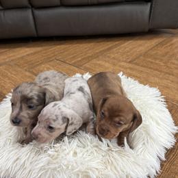 Dachshund Puppies from Finleys Babies