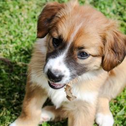 English Shepherd Puppies from Town & Country English Shepherds