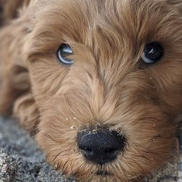 Bernedoodle and Goldendoodle Puppies from Doodles of the Desert