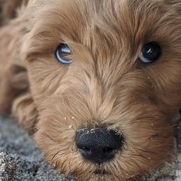 Bernedoodle and Goldendoodle Puppies from Doodles of the Desert