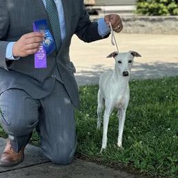 Bianco - Italian Greyhound