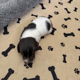 Champ - Piebald male Dachshund puppy in Wappapello, Missouri from Kandb Dachshunds