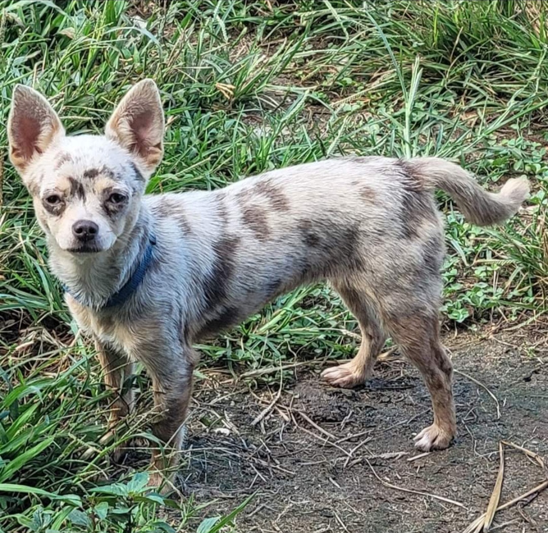 Remi - Chihuahua