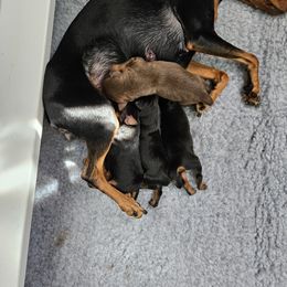 Miniature Pinscher Puppies from Jersey little devils