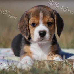 AKC 'Foxi' - Black tan and white female Beagle puppy in Lamar, Missouri from Marti Acres ~ Boston Terrier & Beagles