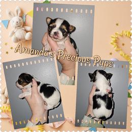 Parti Boy - Chocolate and tan male Yorkshire Terrier puppy in Wartburg, Tennessee from Amanda's Precious Pups
