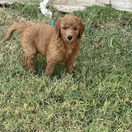 Goldendoodle Puppies from Goldendoodle’s Love