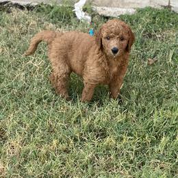Goldendoodle Puppies from Goldendoodle’s Love