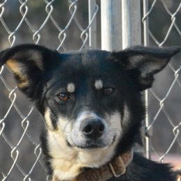 Dora - Alaskan Husky