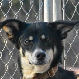 Dora - Alaskan Husky