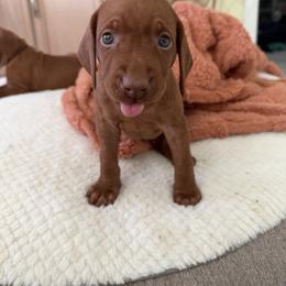 Vizsla Puppies from George Barsimantov