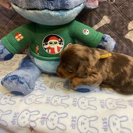 Chip - Dapple male Dachshund puppy in Elizabethtown, Kentucky from Teeny Tiny Puppy Tails