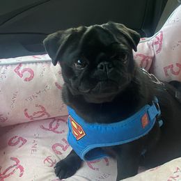 Vivi - Pug