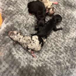 Aussiedoodle puppies from Lil Makuch Aussiedoodles