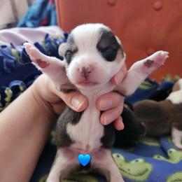 Daryl - Black and tan male Pembroke Welsh Corgi puppy in Frontenac, Kansas from Holloway Corgis