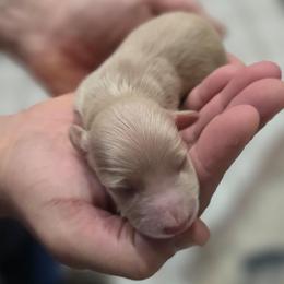Polar - Cream male Dachshund puppy in Oklahoma City, Oklahoma from OkieDoxieland Dachshunds