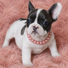 Speckles - Black and white female French Bulldog puppy in Maplewood, New Jersey from Poos&Bulls Keepsake