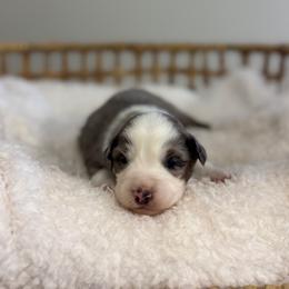 Blue Merle Male 1 - Blue merle male Miniature Australian Shepherd puppy in Stuart, Virginia from Apple Tree Mini Aussies